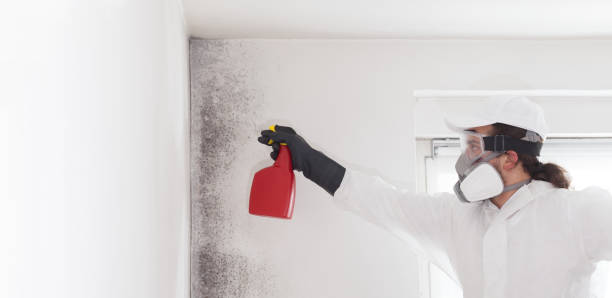 Professional Mold Removal in Jones, OK